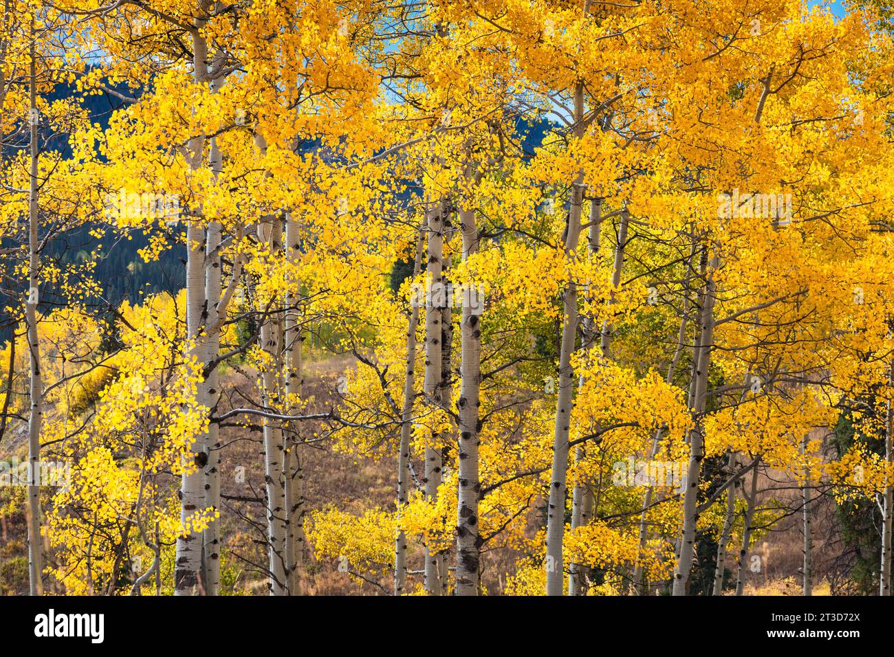 Couleur d'automne avec Aspens tournant - le long de Kebler Pass Road à l'ouest de Crested Butte, Colorado. Une des plus grandes forêts de tremble au monde. Banque D'Images