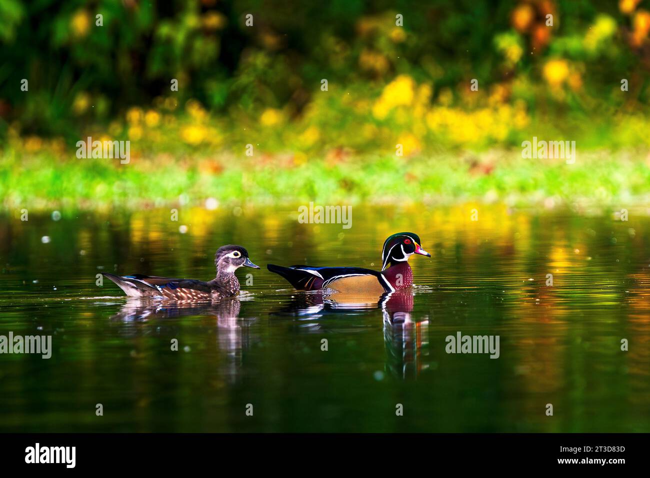 Une paire de pagaies colorées de Bois Canards sur la surface calme d'un lac. Ce sont des canards de taille moyenne qui se perchent et nichent dans les arbres, généralement près de l'eau. Banque D'Images