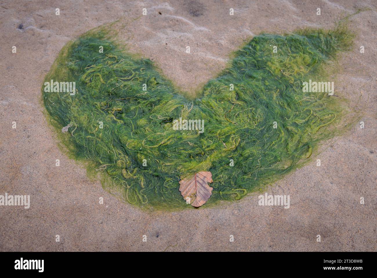 Des algues vertes en forme de cœur ou de bouche souriante flottent dans les eaux océaniques peu profondes à marée basse à Vancouver, Colombie-Britannique, Canada. Banque D'Images