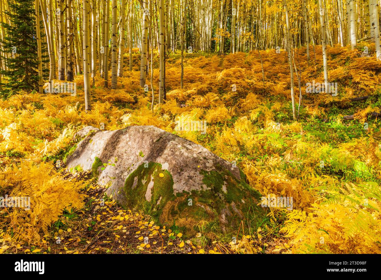 Couleur d'automne avec Aspens tournant - le long de Kebler Pass Road à l'ouest de Crested Butte, Colorado. Une des plus grandes forêts de tremble au monde. Banque D'Images