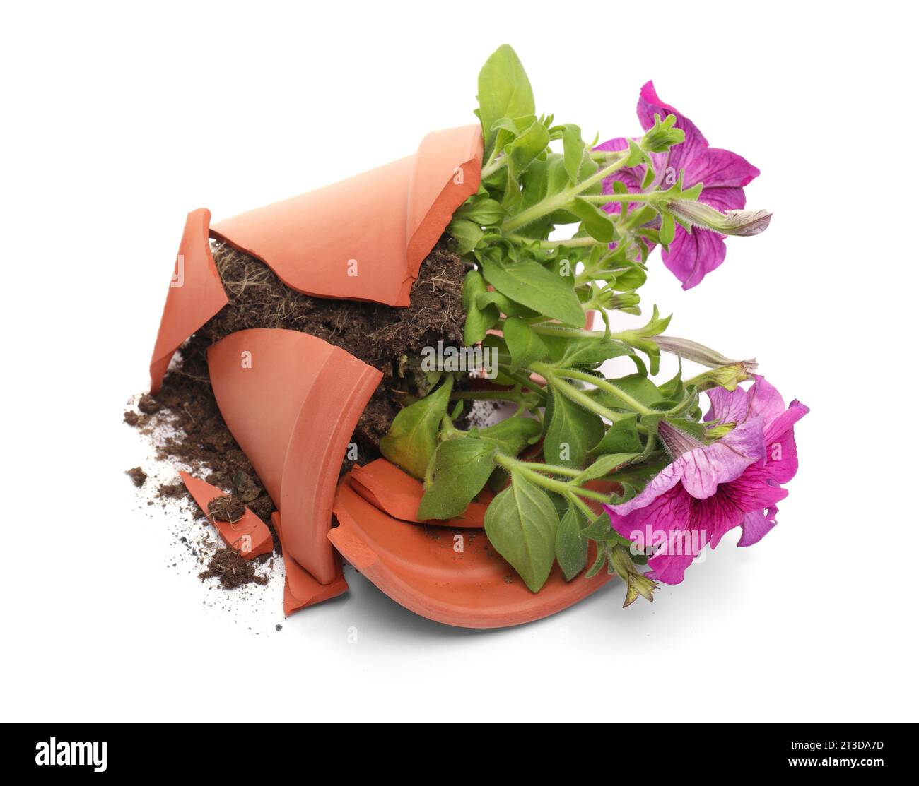 Pot de fleur en terre cuite cassé avec terre et plante de pétunia sur fond blanc Banque D'Images