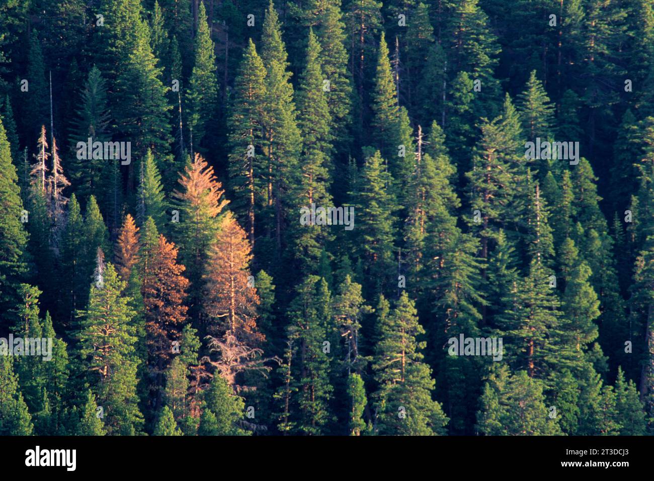 Forêt côtière, Emerald Bay State Park, Californie Banque D'Images