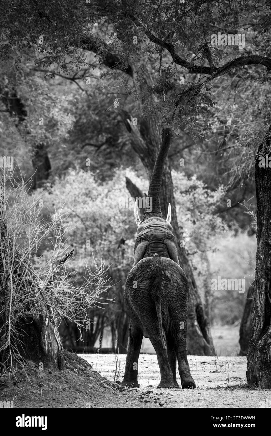 Éléphant est vu dans la forêt de Mana pools au Zimbabwe le 18 octobre 2023 Banque D'Images