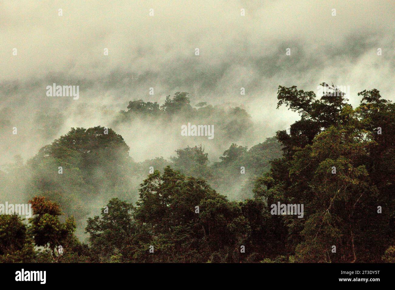 Paysage d'une zone de forêt tropicale au pied du mont Tangkoko et Duasudara (Dua Saudara) à Bitung, Sulawesi du Nord, Indonésie. Un nouveau rapport de la Wildlife conservation Society a révélé que les forêts tropicales de haute intégrité sont estimées à enlever et stocker environ 3,6 milliards de tonnes de CO2 par an (net) de l'atmosphère, mais pour les protéger, les parties prenantes doivent sauver les grands frugivores. les espèces sauvages à gros corps, en particulier les mangeurs de fruits tels que les primates, les cornes et autres – dispersent les grosses graines des espèces d’arbres à haute capacité de stockage de carbone, selon les scientifiques. Banque D'Images
