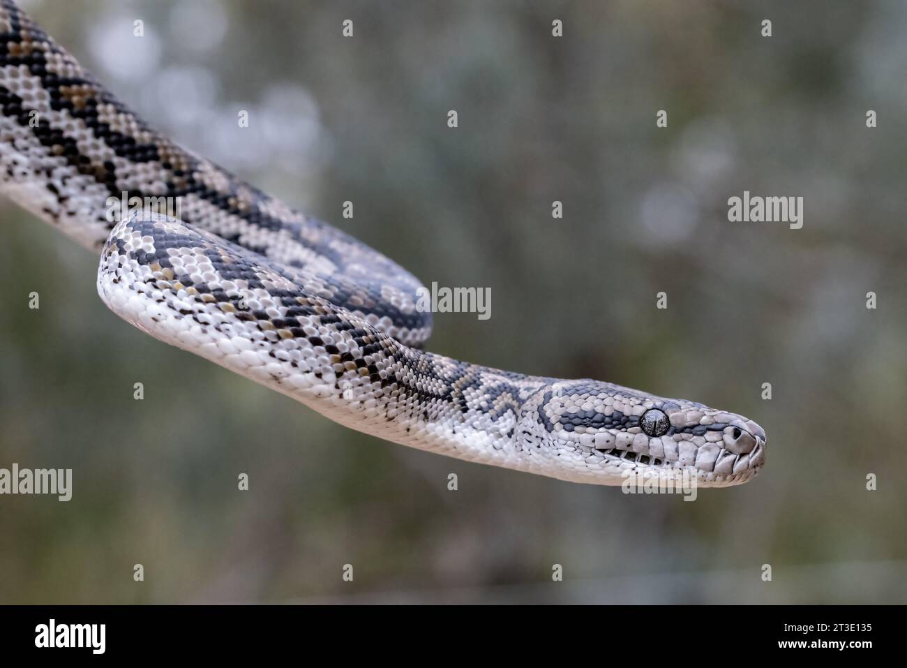 Murrtay Darling Python Morelia spilota metcalfei Banque de photographies et d’images à haute ...