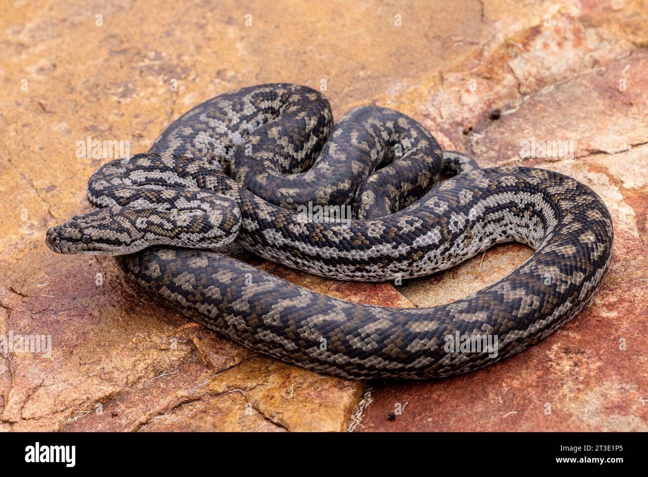 Australian Murray Darling Carpet Python Banque D'Images