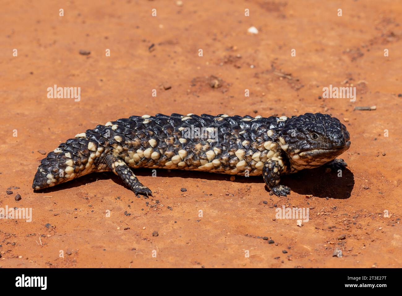 Lézard australien Shingleback se prélassant sur un sol rouge Banque D'Images