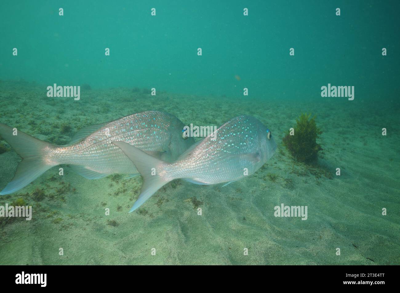 Deux vivaneaux australasiens Pagrus auratus nageant près l'un de l'autre au-dessus d'un fond plat recouvert de sable grossier. Lieu : Leigh Nouvelle-Zélande Banque D'Images