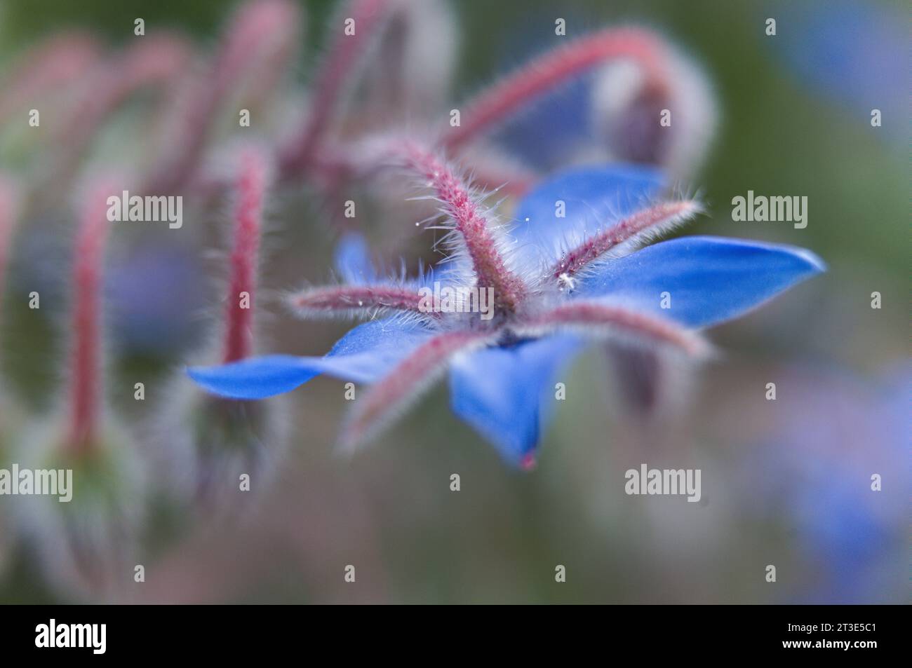 Gros plan de fleur de pain d'abeille suspendue Banque D'Images