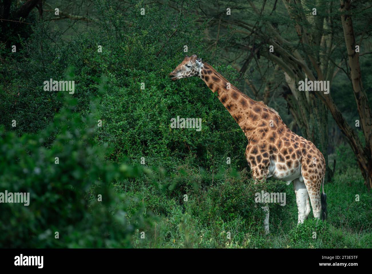 Gros taureau à maturité complète girafe de Rothschild se nourrissant dans un buisson du parc national du lac Nakuru, au Kenya Banque D'Images