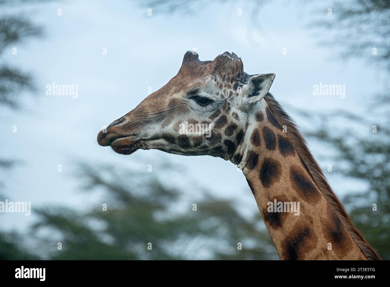 Portrait d'une girafe de taureau mature avec des ossicones cassés au parc national du lac Nakuru, Kenya Banque D'Images