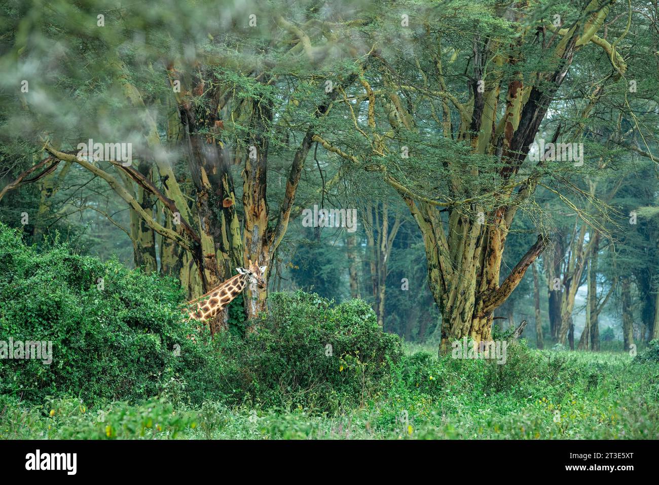 Baringo ou girafe de Rothschild dans son habitat naturel camouflé contre un arbre de fièvre jaune dans le parc national du lac Nakuru, au Kenya Banque D'Images