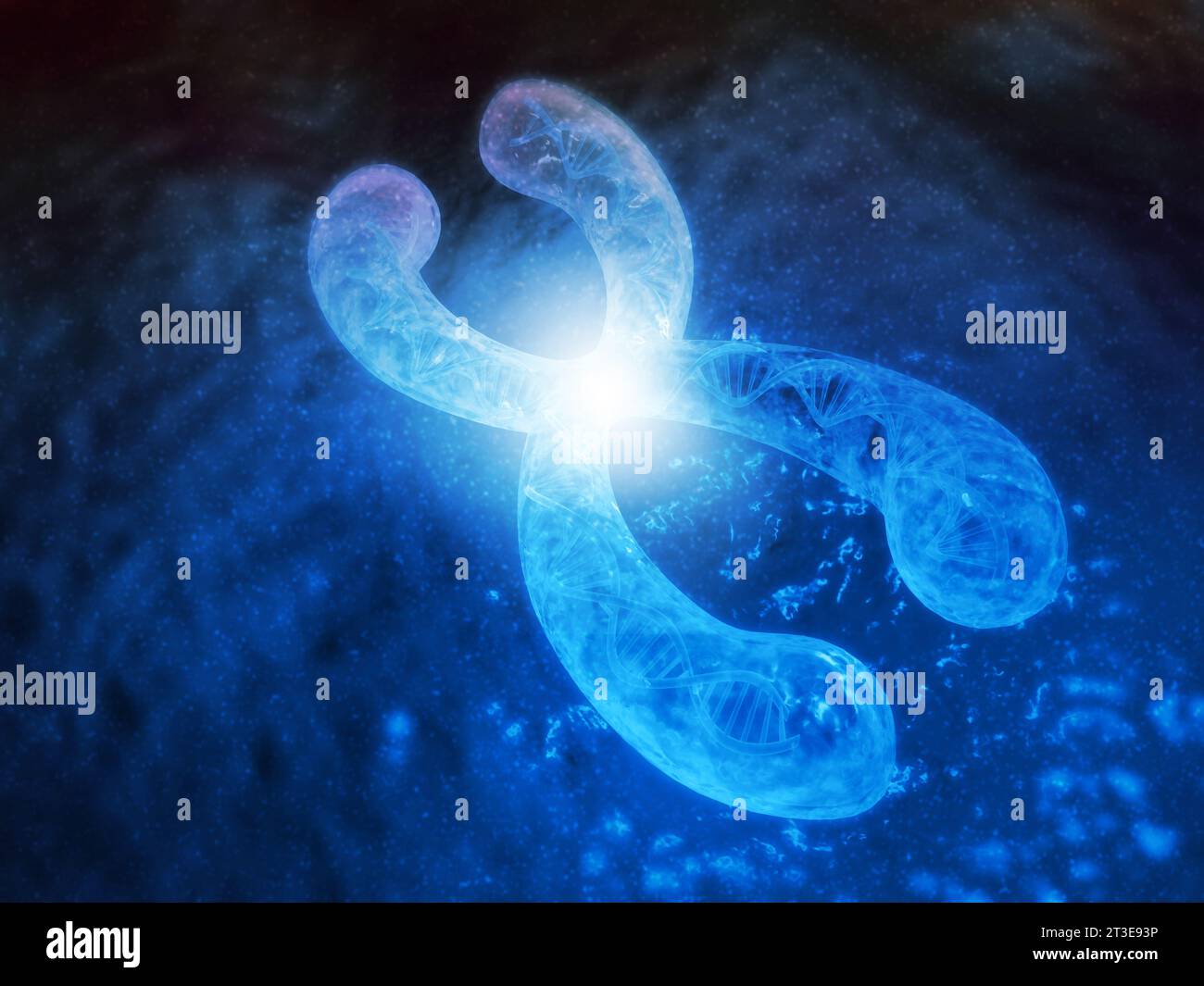 Chromosomes avec ADN, chromosomes X, concept génétique. rendu 3d. Banque D'Images