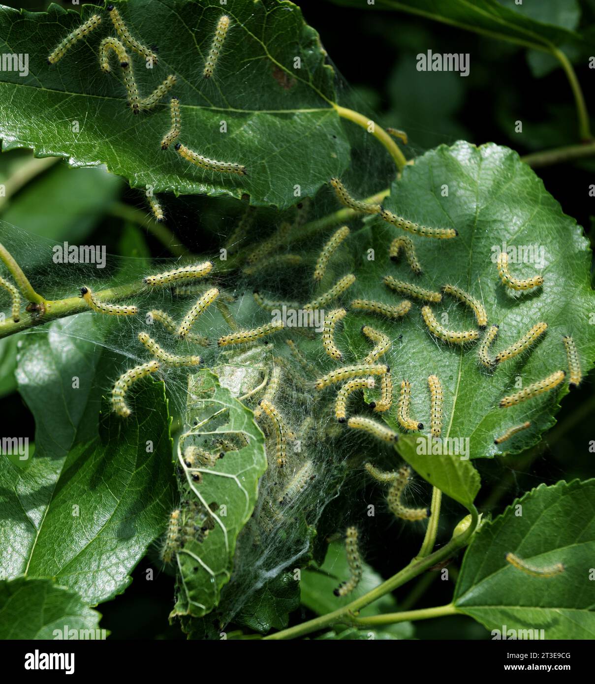 Chenilles de papillon de cabillaud en toile soyeuse sur une branche de pommier. Les chenilles de ver à soie de tente dans les tentes spéciales de soie atterrissent sur les feuilles des arbres et dévorent. Sélection Banque D'Images