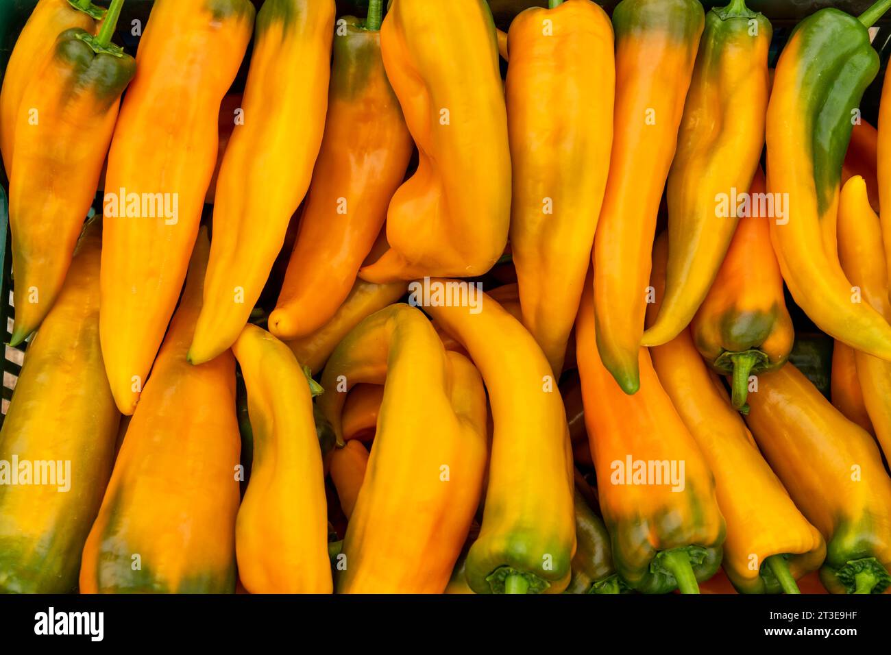 Photographie alimentaire de poivre jaune frais, Corno di Toro (Capsicum annuum), macro gros plan de légumes biologiques crus - stock photo Banque D'Images