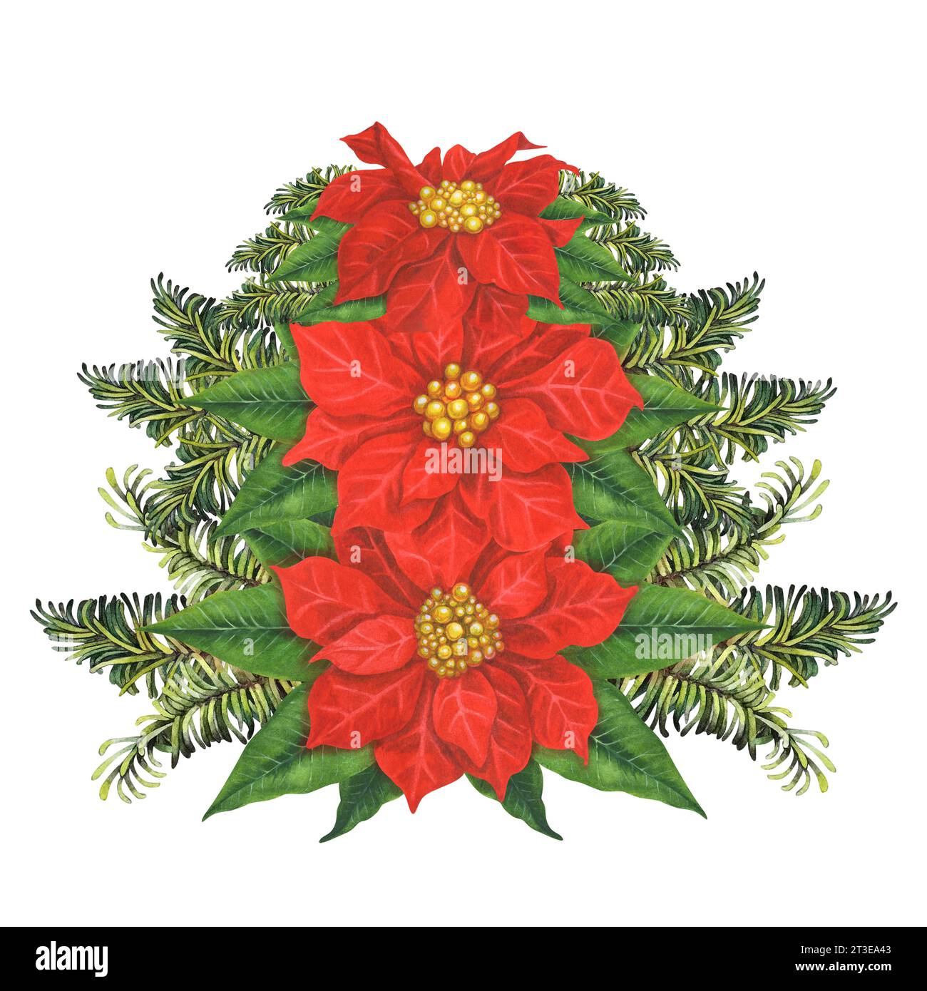 Composition d'aquarelle de Noël avec des branches de sapin vert, fleur de poinsettia rouge et bougies. Illustration isolée sur fond blanc Banque D'Images