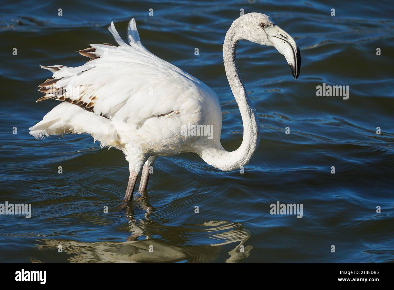 Grand flamant rose (Phoenicopterus roseus) jeune ou jeune oiseau sauvage gros plan ou macro debout dans l'eau avec des plumes blanches volantes au Cap occidental Banque D'Images