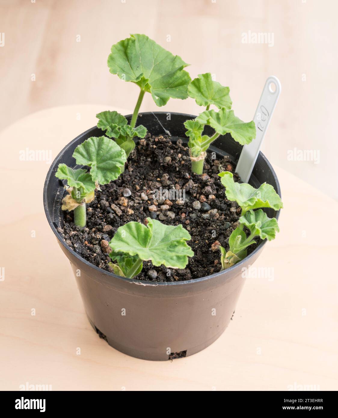 Boutures de pélargonium dans un pot de plantes. Banque D'Images