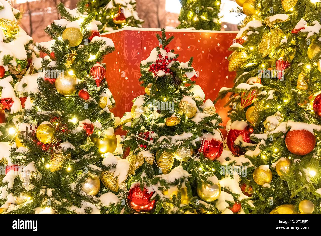 Boules de décoration du nouvel an sur une branche enneigée. Jouet d'arbre de Noël sur les branches d'épinette couvertes de neige. Branches d'épinette couvertes de neige sur le Th Banque D'Images