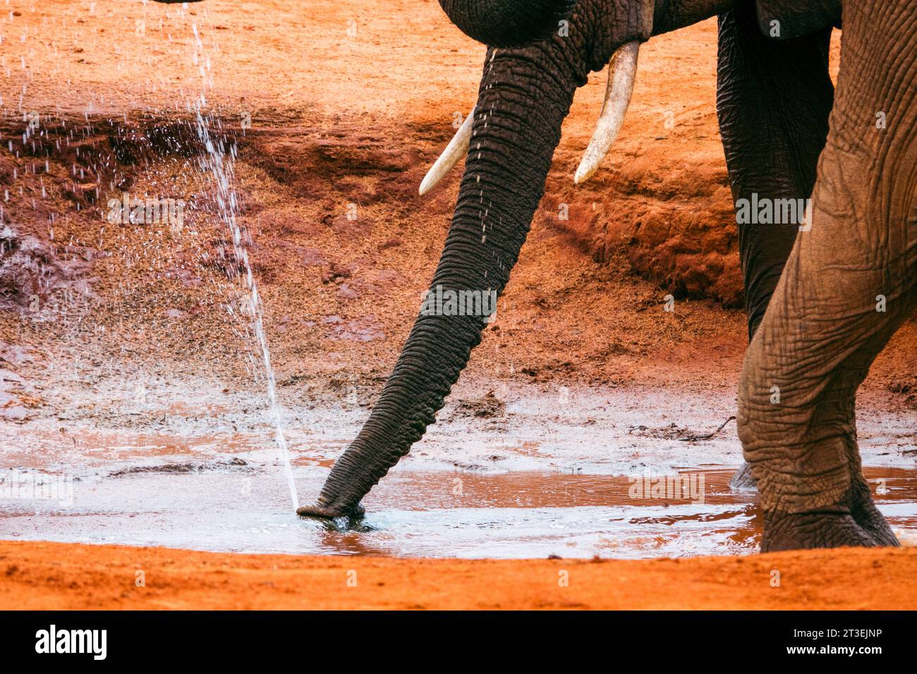 Gros plan sur les défenses d'éléphants buvant de l'eau au parc national de Tsavo East, au Kenya Banque D'Images