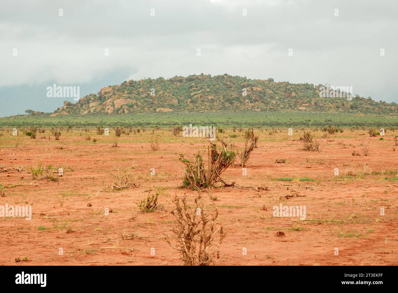 Paysages de prairies de savane avec des acacias au parc national de Tsavo East, Kenya Banque D'Images