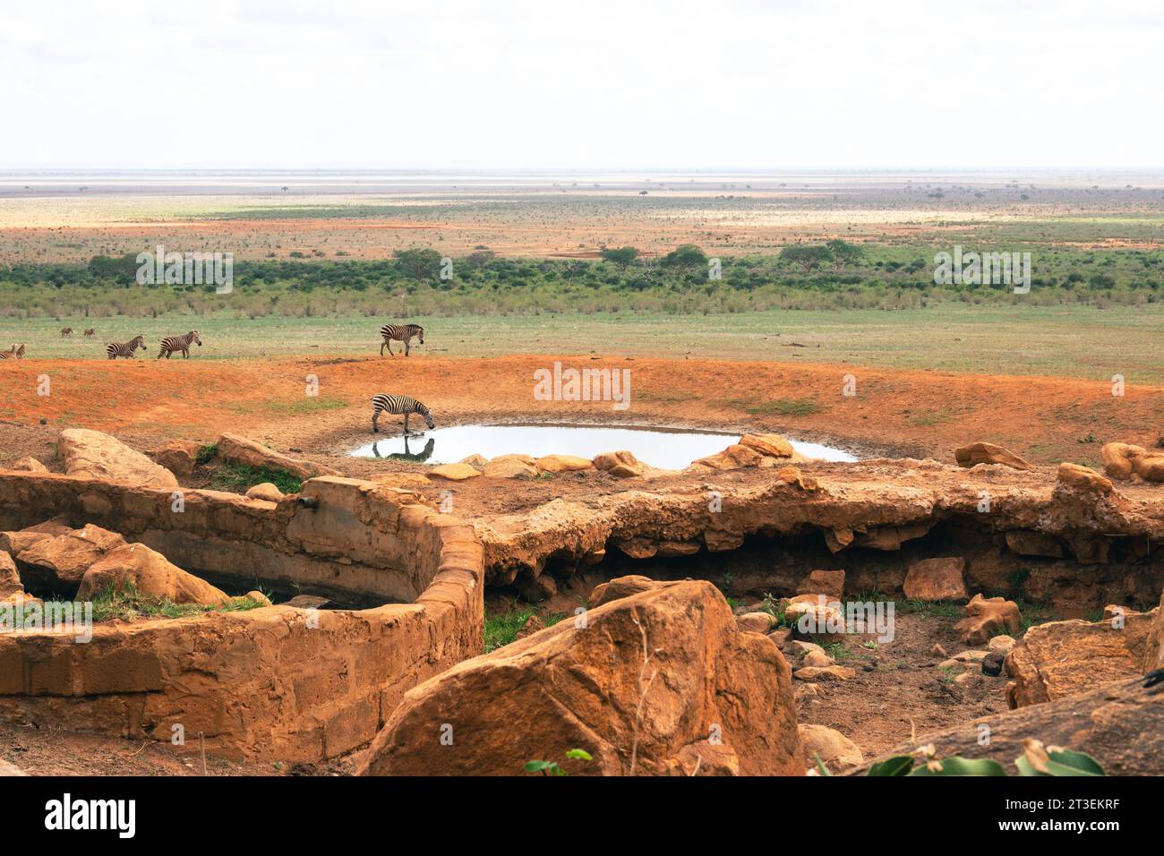 Un troupeau de zèbres à un point d'arrosage au parc national de Tsavo East, au Kenya Banque D'Images