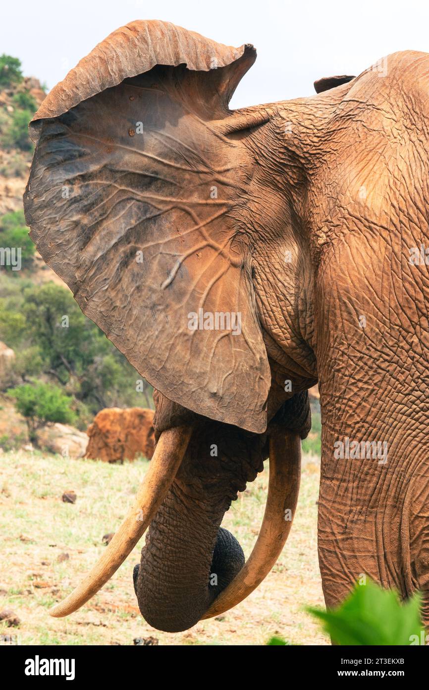 Gros plan de l'arrière des éléphants d'Afrique grillage de l'oreille avec des vaisseaux sanguins au parc national de Tsavo East, Kenya Banque D'Images