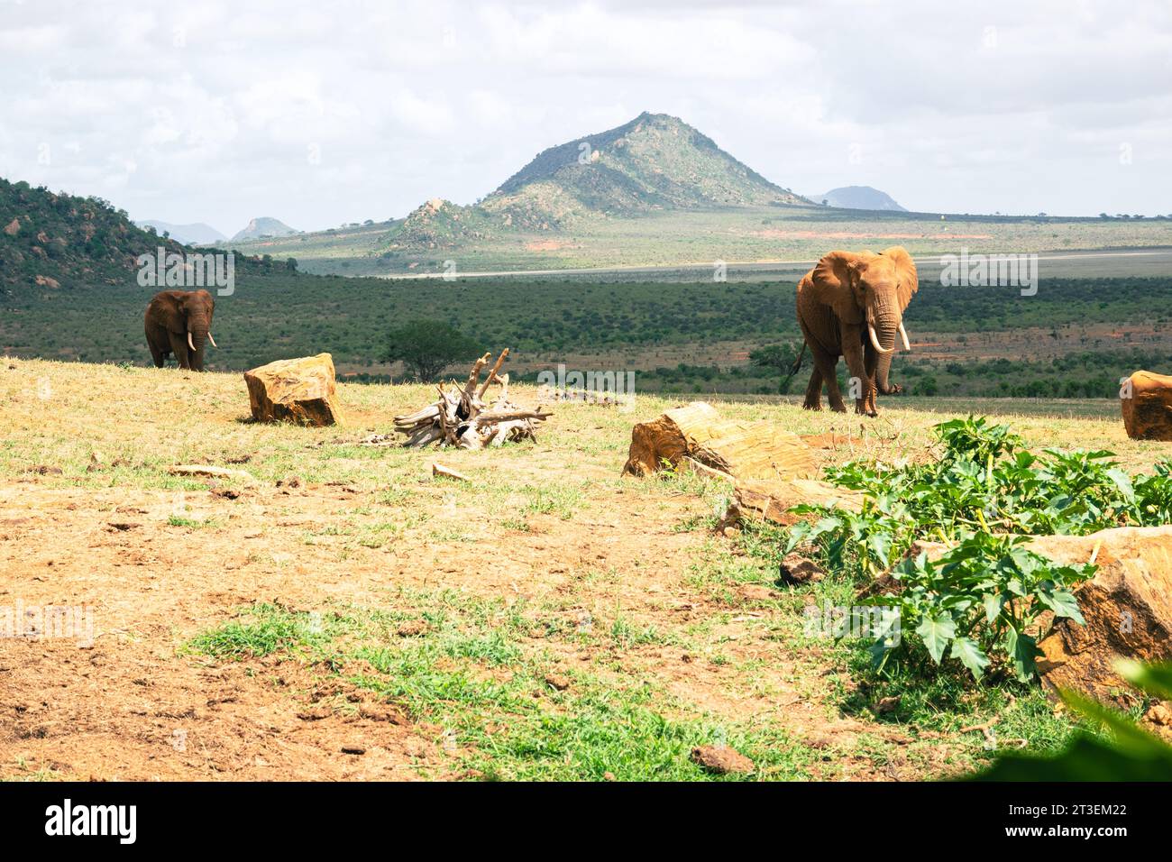 Des éléphants boivent de l'eau dans un point d'eau au parc national de Tsavo East, au Kenya Banque D'Images