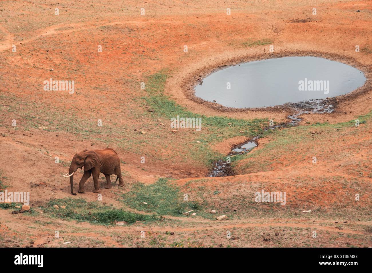 Des éléphants boivent de l'eau dans un point d'eau au parc national de Tsavo East, au Kenya Banque D'Images