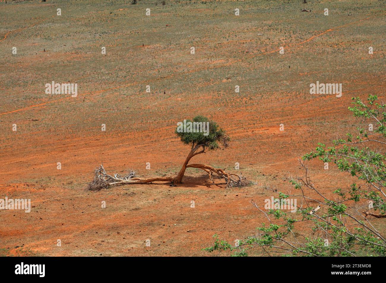 Paysages de prairies de savane avec des acacias au parc national de Tsavo East, Kenya Banque D'Images