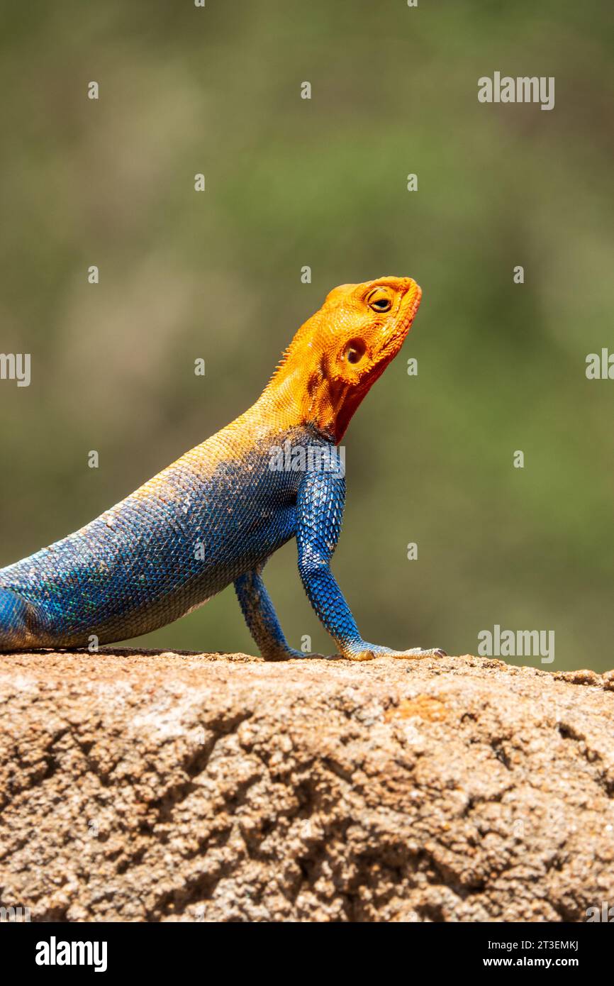 Un mâle Agama Lizard reposant sur un rocher dans le parc national de Tsavo East, au Kenya Banque D'Images