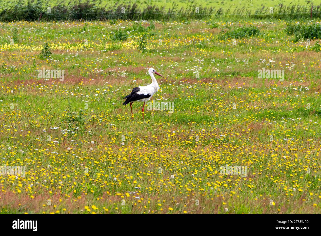 Storch à Fleesensee. *** Stork in Fleesensee Copyright : xBEAUTIFULxSPORTS/KJPetersx crédit : Imago/Alamy Live News Banque D'Images