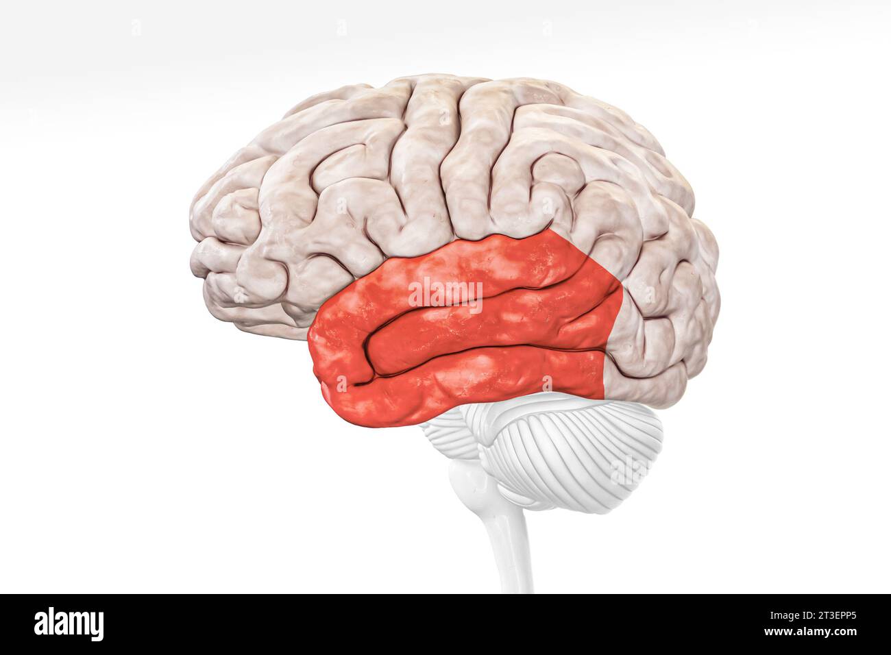 Cortex cérébral lobe temporal dans la vue de profil de couleur rouge isolé sur fond blanc illustration de rendu 3D. Anatomie du cerveau humain, neurologie, neuros Banque D'Images Cortex cérébral lobe temporal dans la vue de profil de couleur rouge isolé sur fond blanc illustration de rendu 3D. Anatomie du cerveau humain, neurologie, neuros Banque D'Images
