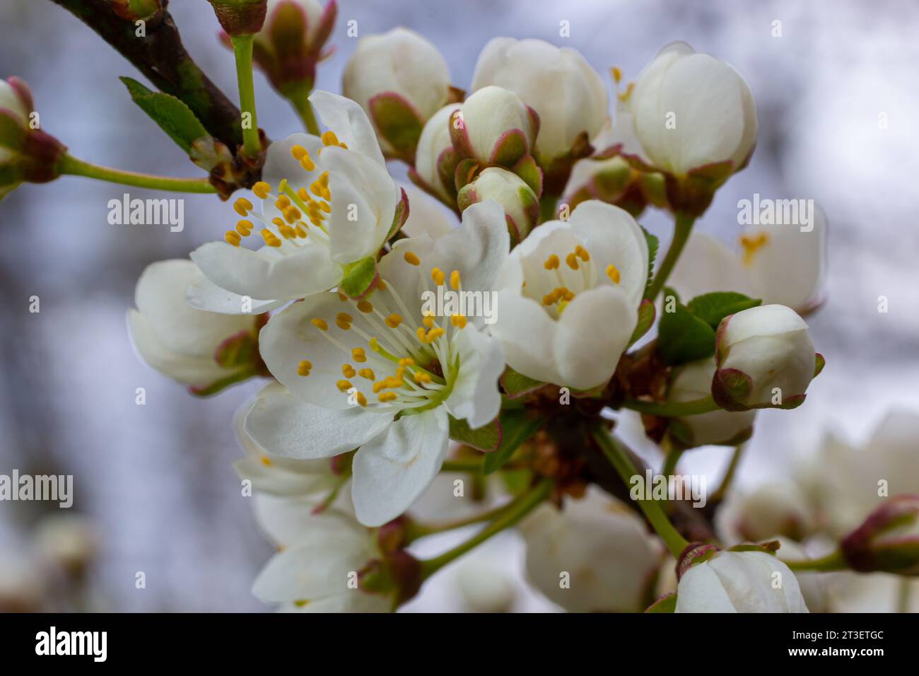 Foyer sélectif de belles branches de fleurs de prune sur l'arbre sous ciel bleu, belles fleurs Sakura pendant la saison de printemps dans le parc, Floral p Banque D'Images