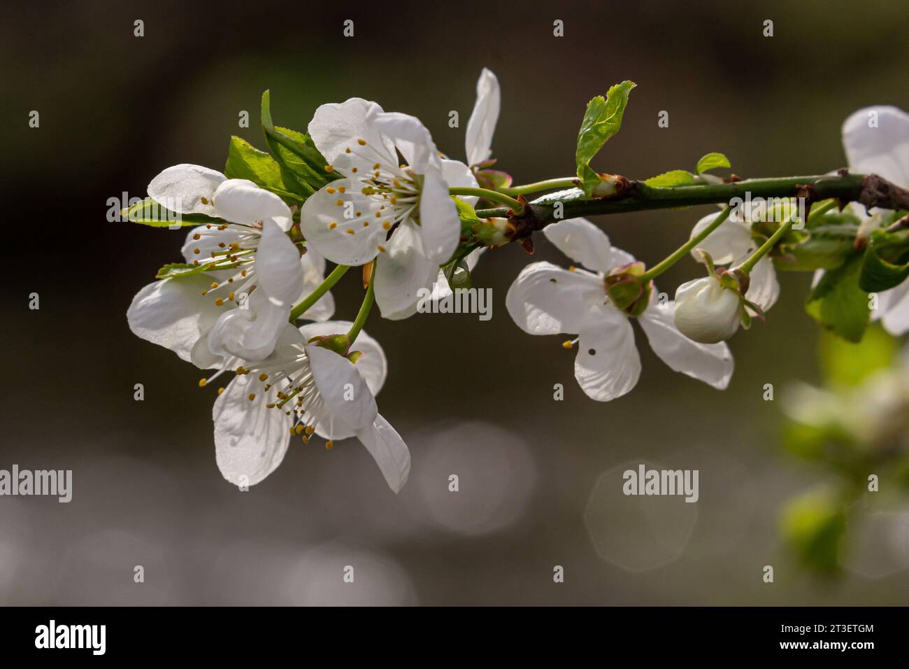 Foyer sélectif de belles branches de fleurs de prune sur l'arbre sous ciel bleu, belles fleurs Sakura pendant la saison de printemps dans le parc, Floral p Banque D'Images