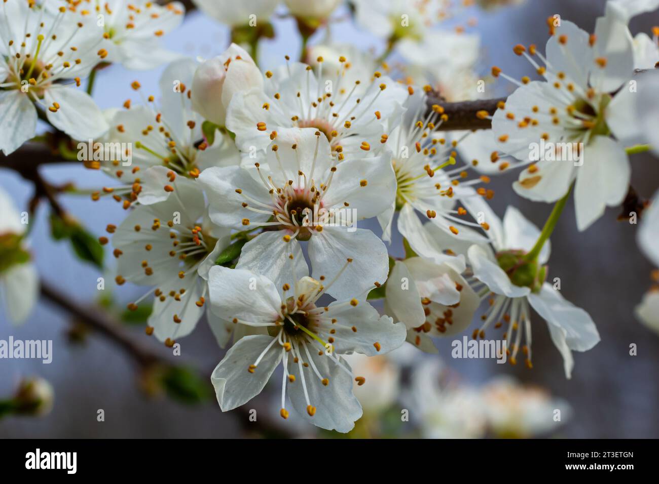 Foyer sélectif de belles branches de fleurs de prune sur l'arbre sous ciel bleu, belles fleurs Sakura pendant la saison de printemps dans le parc, Floral p Banque D'Images