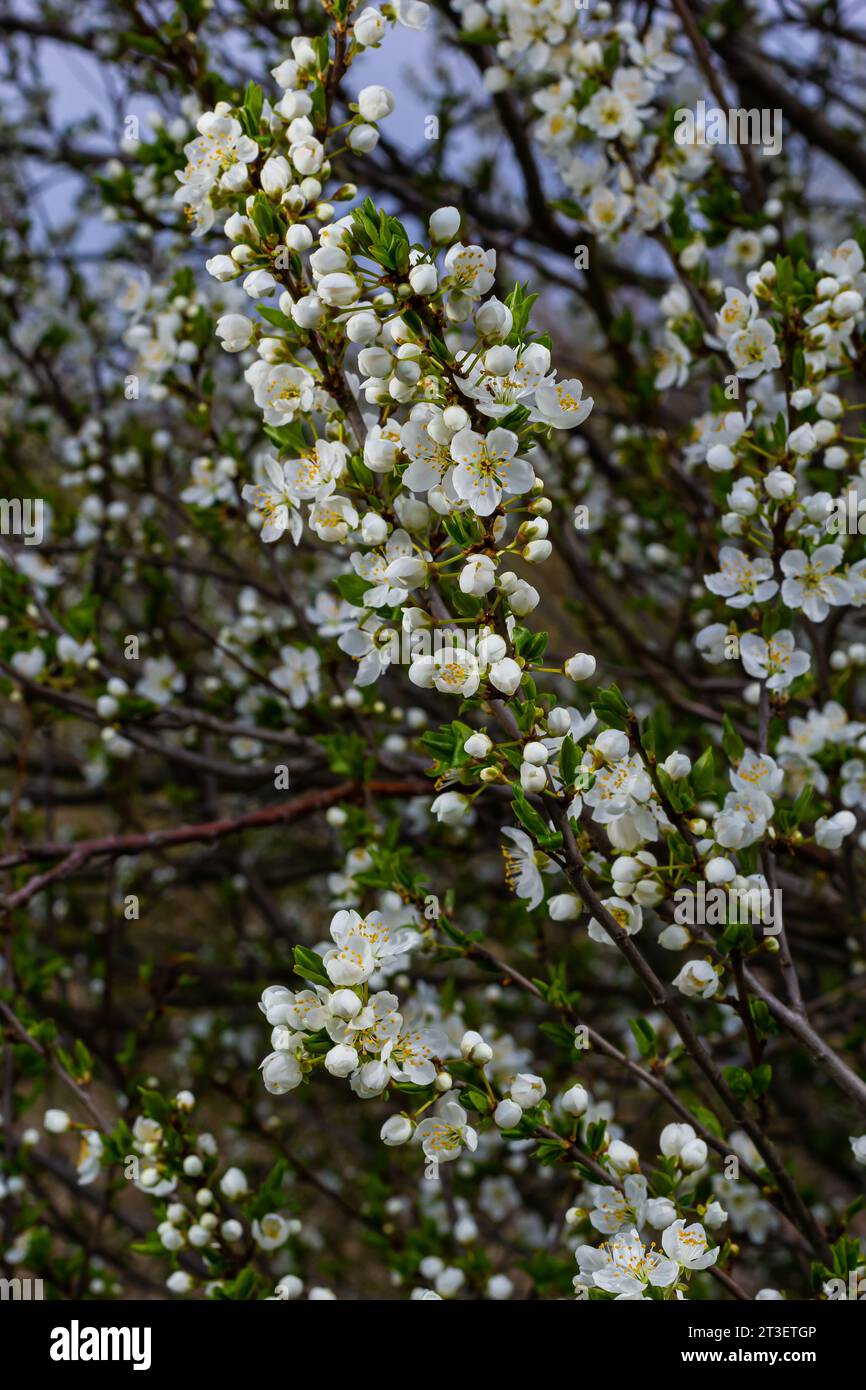 Foyer sélectif de belles branches de fleurs de prune sur l'arbre sous ciel bleu, belles fleurs Sakura pendant la saison de printemps dans le parc, Floral p Banque D'Images