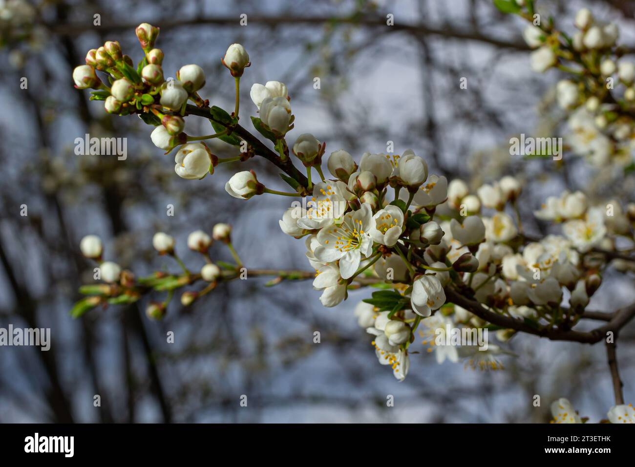 Foyer sélectif de belles branches de fleurs de prune sur l'arbre sous ciel bleu, belles fleurs Sakura pendant la saison de printemps dans le parc, Floral p Banque D'Images