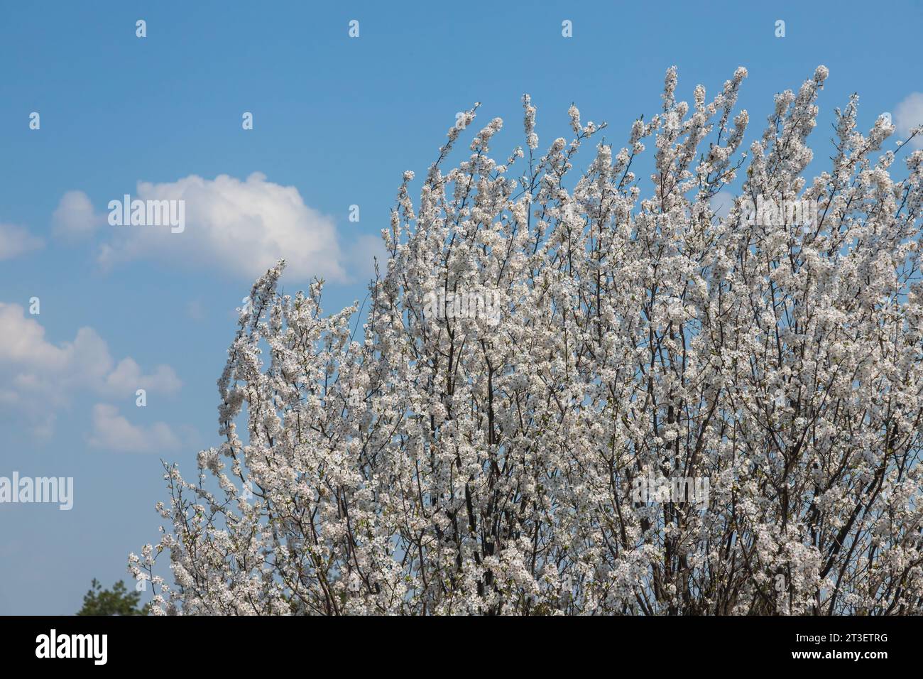 Foyer sélectif de belles branches de fleurs de prune sur l'arbre sous ciel bleu, belles fleurs Sakura pendant la saison de printemps dans le parc, Floral p Banque D'Images