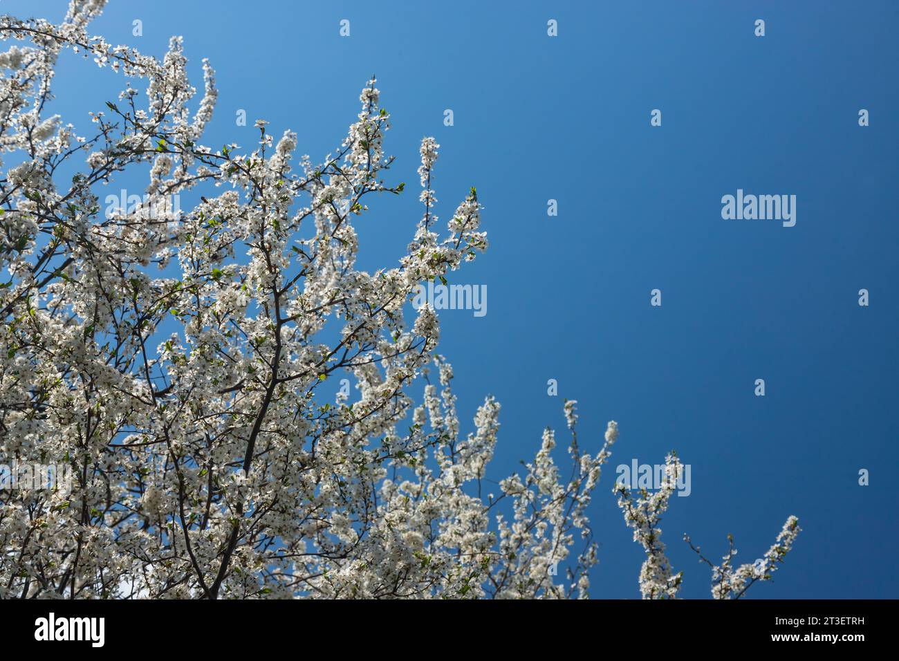 Foyer sélectif de belles branches de fleurs de prune sur l'arbre sous ciel bleu, belles fleurs Sakura pendant la saison de printemps dans le parc, Floral p Banque D'Images