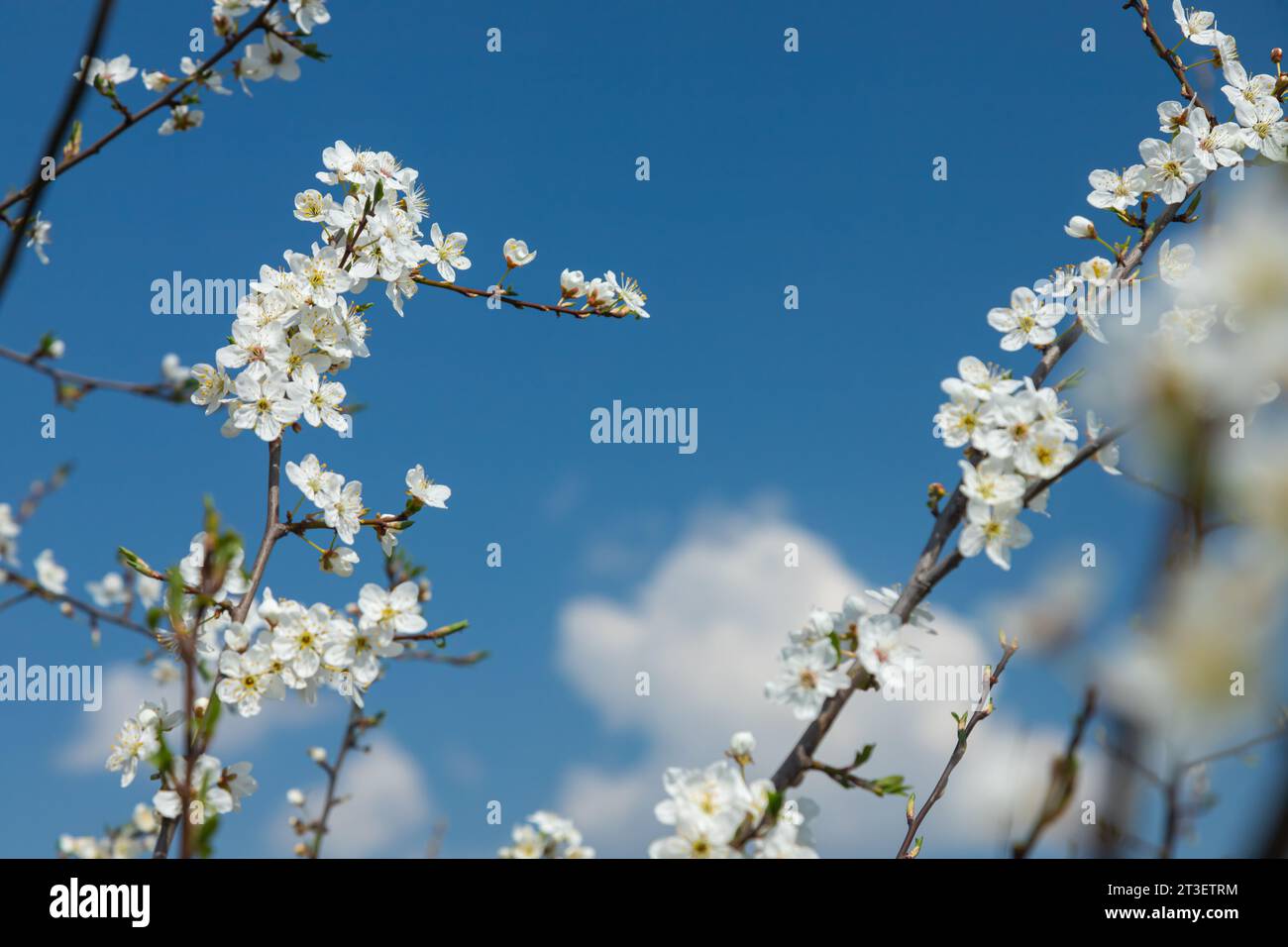 Foyer sélectif de belles branches de fleurs de prune sur l'arbre sous ciel bleu, belles fleurs Sakura pendant la saison de printemps dans le parc, Floral p Banque D'Images