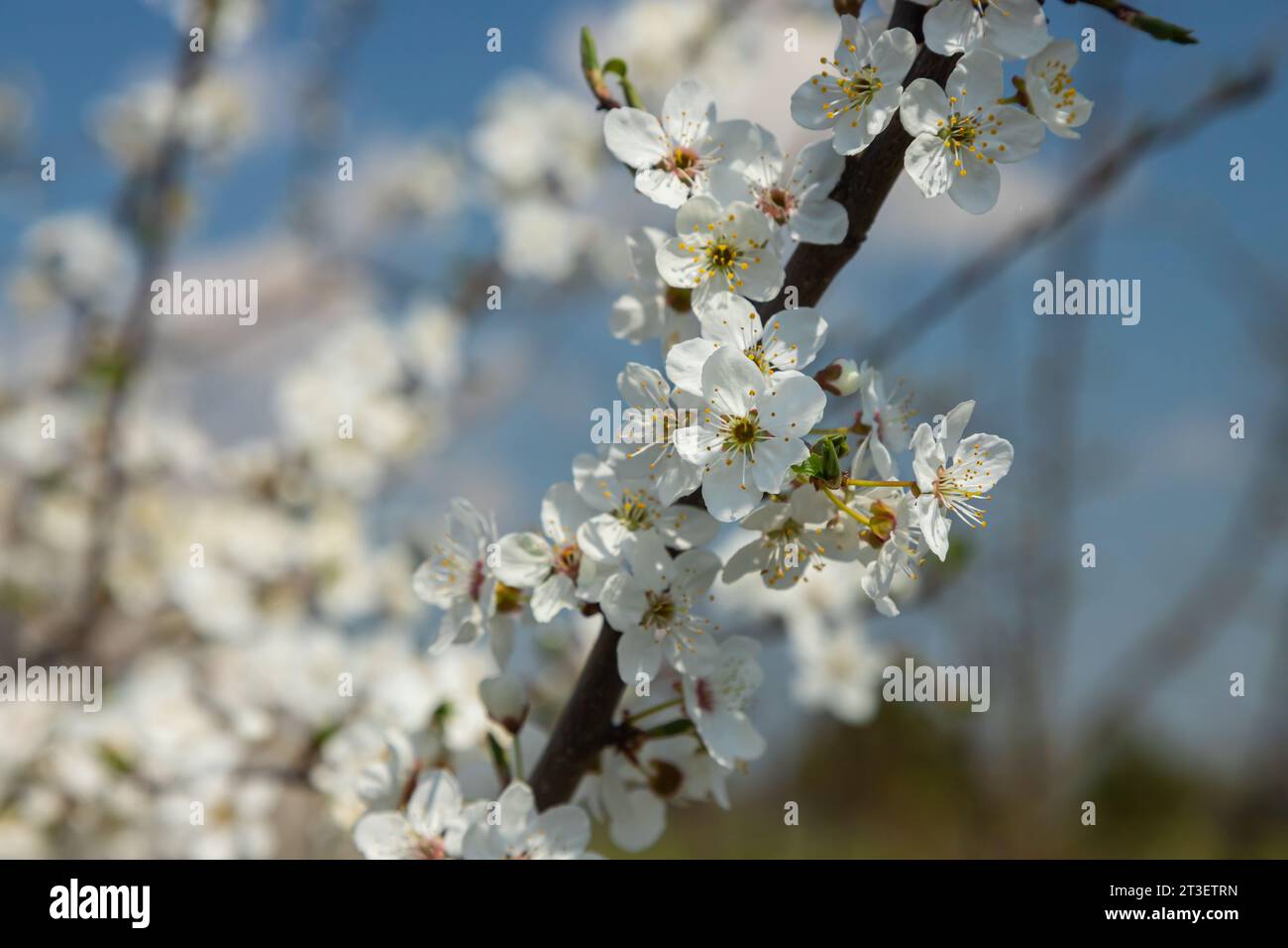 Foyer sélectif de belles branches de fleurs de prune sur l'arbre sous ciel bleu, belles fleurs Sakura pendant la saison de printemps dans le parc, Floral p Banque D'Images
