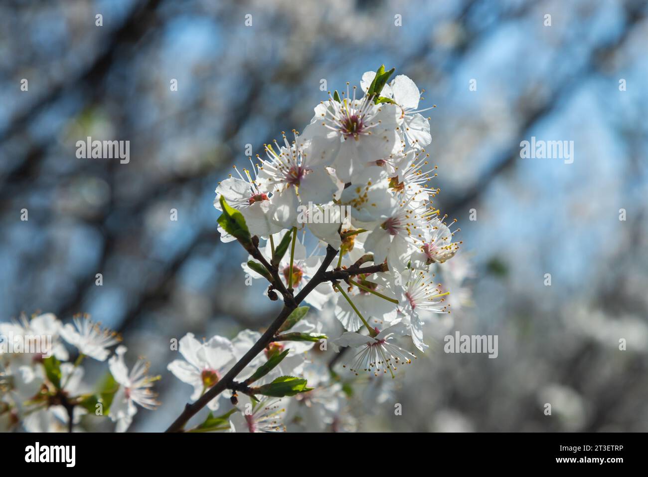 Foyer sélectif de belles branches de fleurs de prune sur l'arbre sous ciel bleu, belles fleurs Sakura pendant la saison de printemps dans le parc, Floral p Banque D'Images
