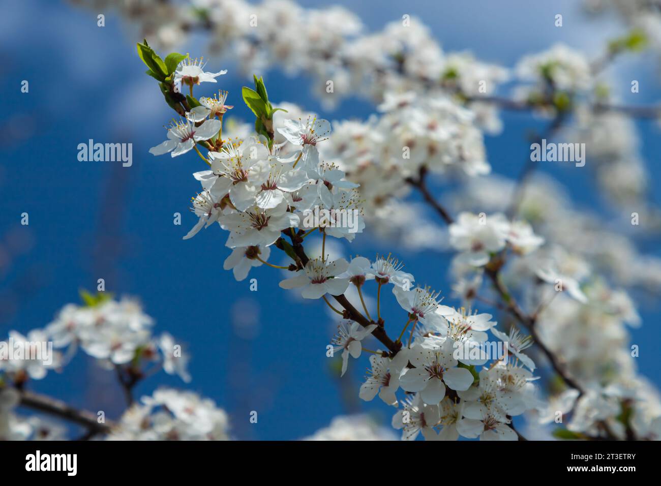 Foyer sélectif de belles branches de fleurs de prune sur l'arbre sous ciel bleu, belles fleurs Sakura pendant la saison de printemps dans le parc, Floral p Banque D'Images