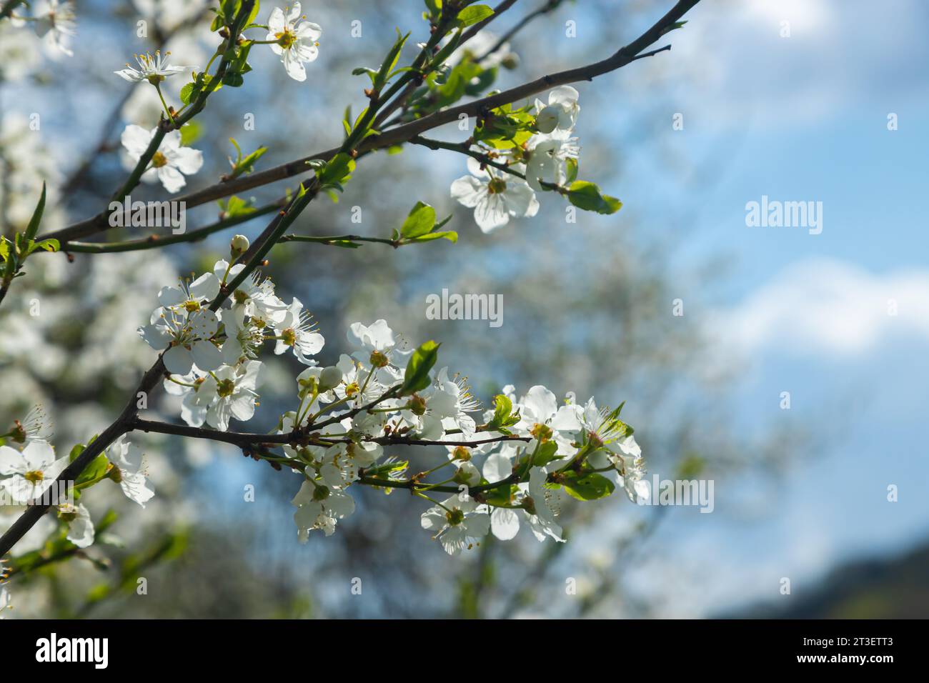Foyer sélectif de belles branches de fleurs de prune sur l'arbre sous ciel bleu, belles fleurs Sakura pendant la saison de printemps dans le parc, Floral p Banque D'Images