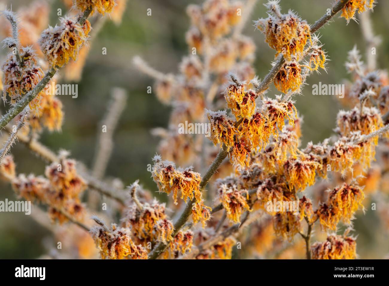 Hamamelis x intermedia Vesna, noisette de sorcière Vesna, arbuste à fleurs d'hiver caduques, araignée orangée dorée couverte de gel comme des fleurs à la fin de l'hiver, Banque D'Images