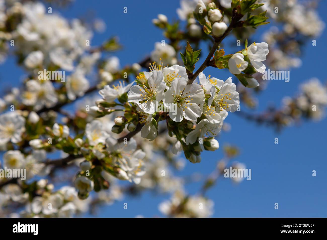 Foyer sélectif de belles branches de cerisiers en fleurs sur l'arbre sous ciel bleu, belles fleurs Sakura pendant la saison de printemps dans le parc, Floral Banque D'Images