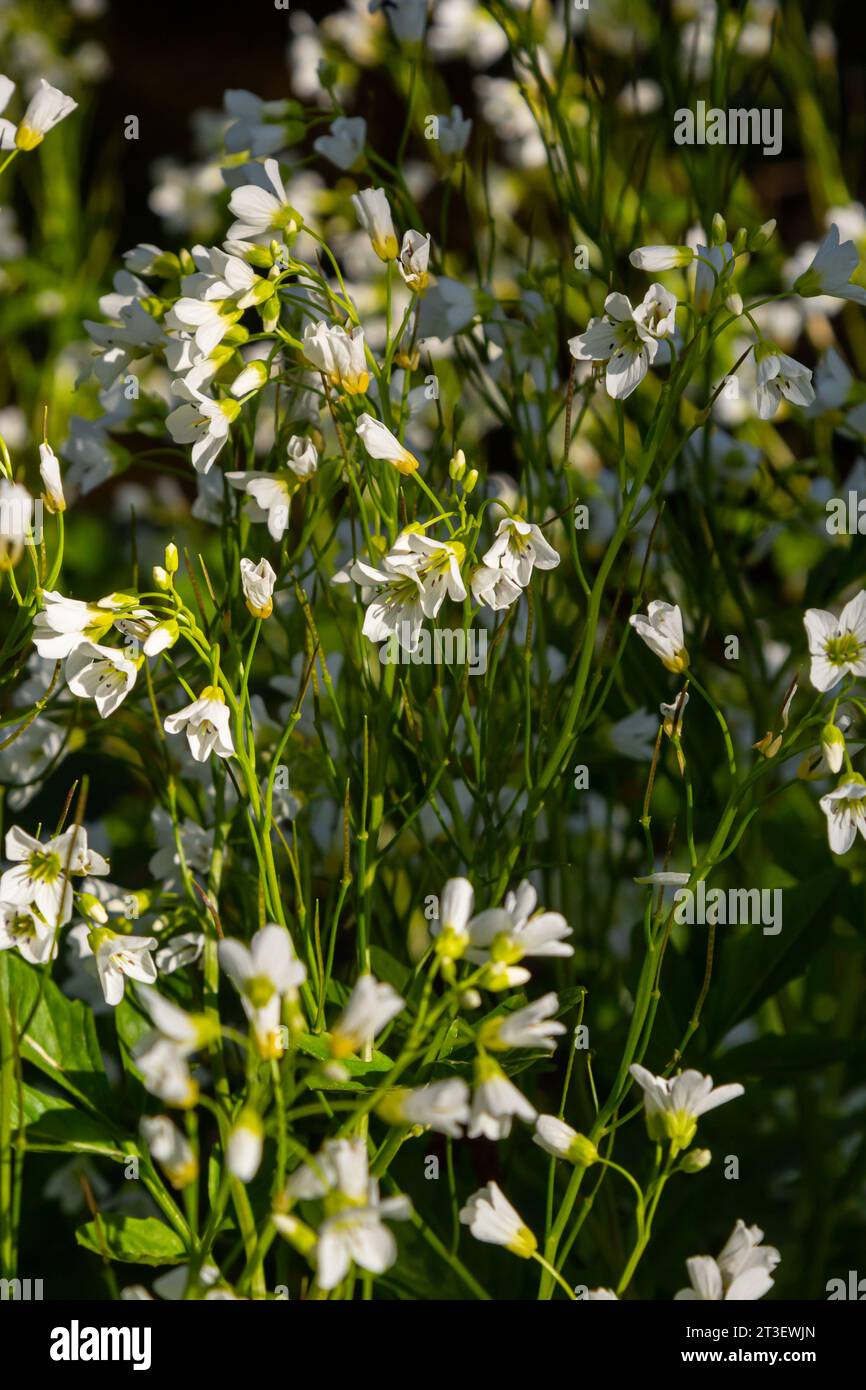 Cardamine amara, connue sous le nom de grande cresson amère. Forêt de printemps. fond floral d'une plante en fleurs. Banque D'Images