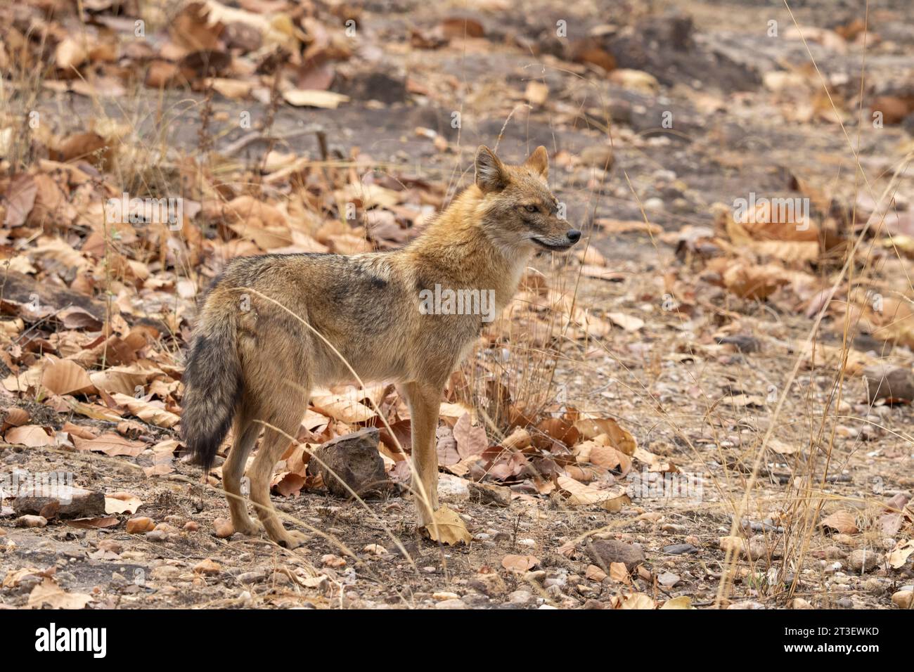 Jackal asiatique (Canis aureus), Parc national de Bandhavgarh, Inde. Banque D'Images