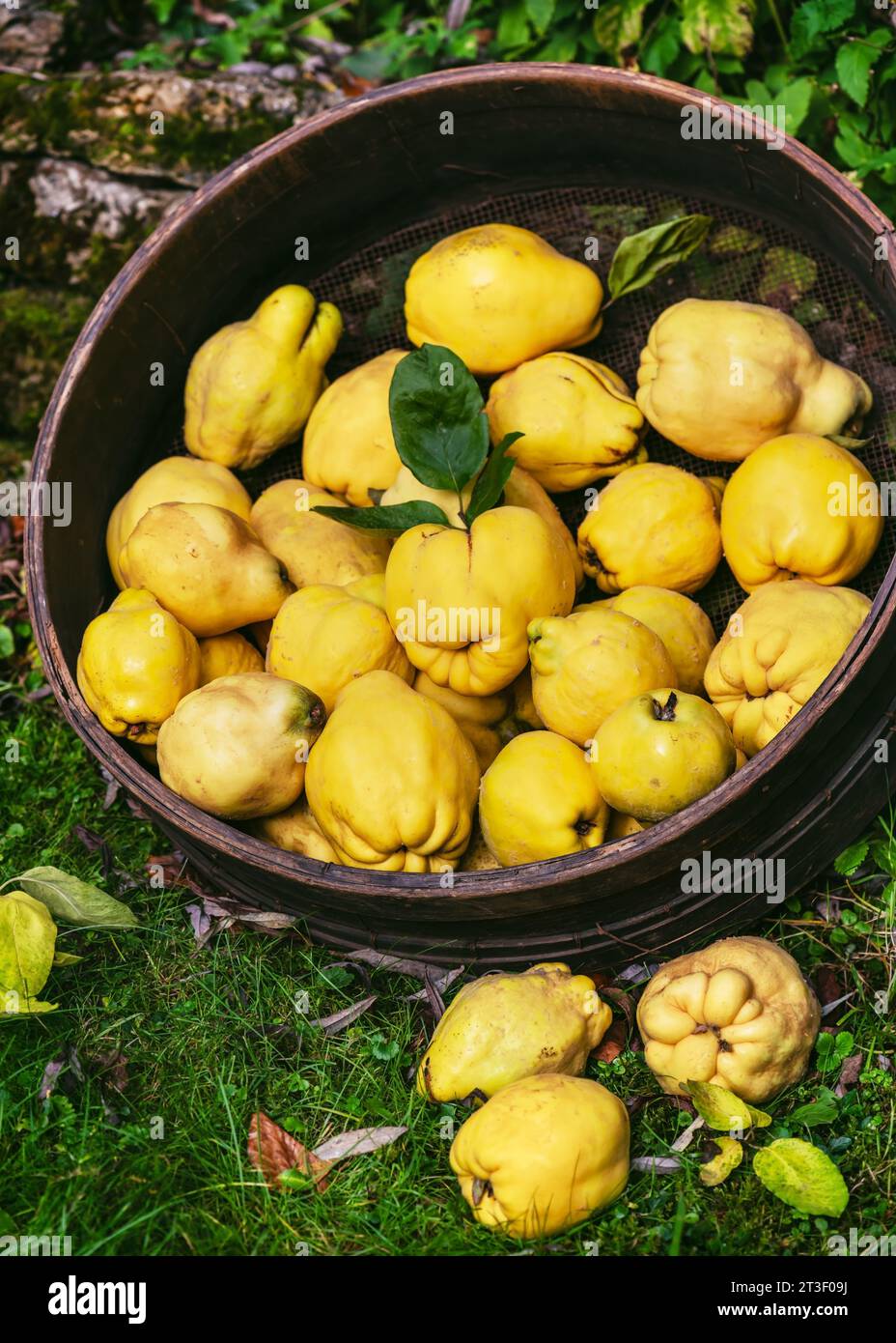 Immense tamis en bois de jardin plein de coings de poire jaune bio frais. Récolte des fruits à la campagne à la fin de l'automne. Espace de copie. Banque D'Images